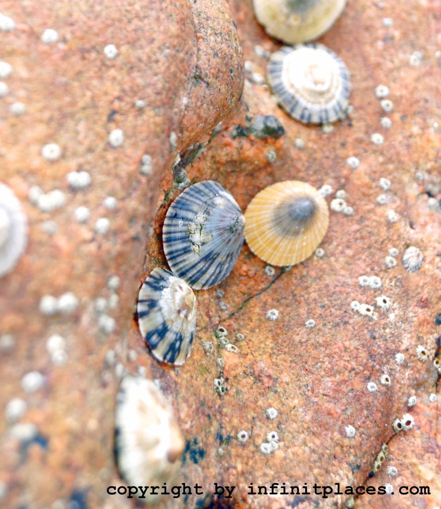 Napfmuscheln