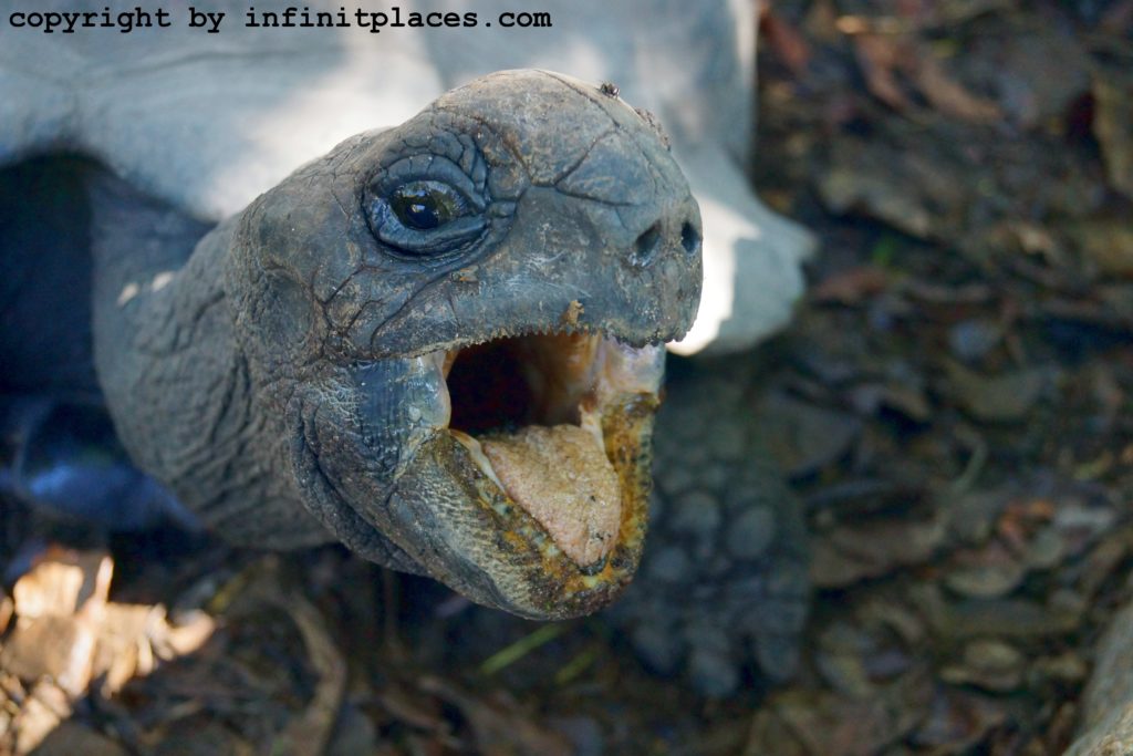 Riesenschildkröte