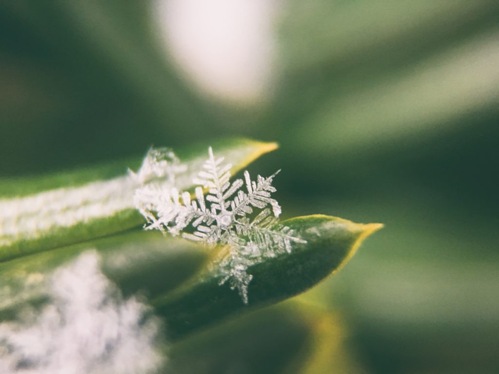 schneeflocke