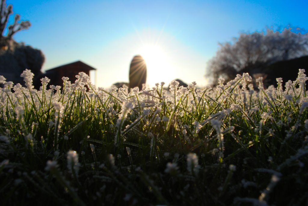 frozen grass