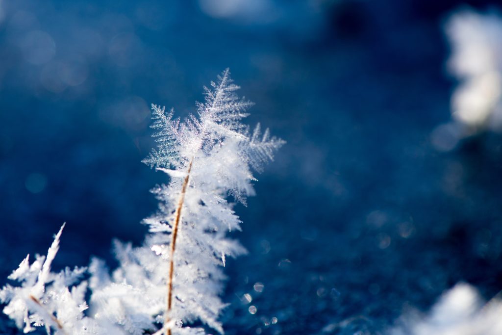 eisblume