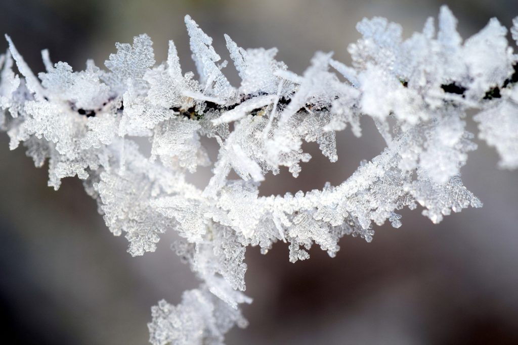 frost