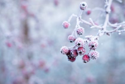 frozen