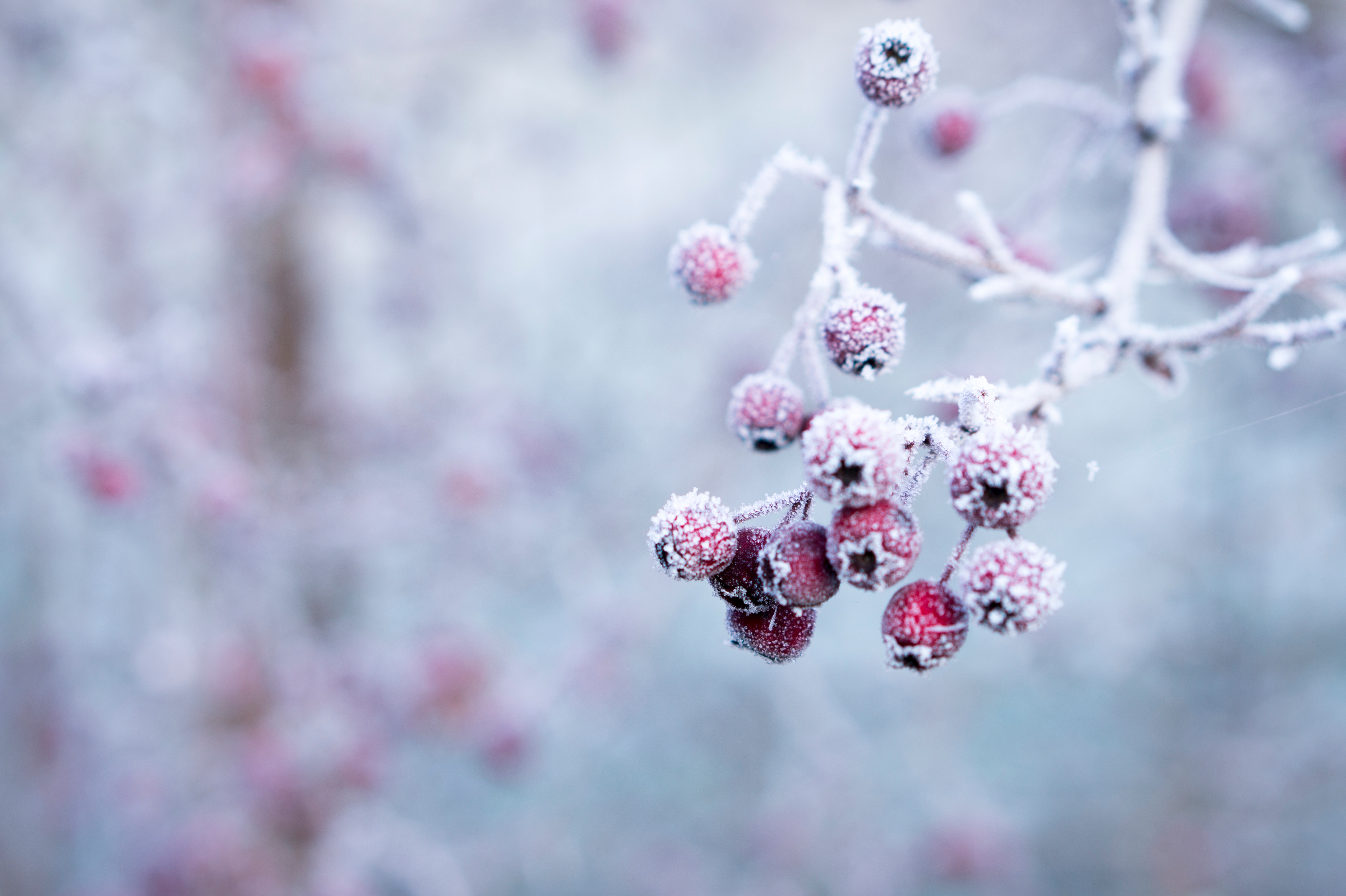 frozen