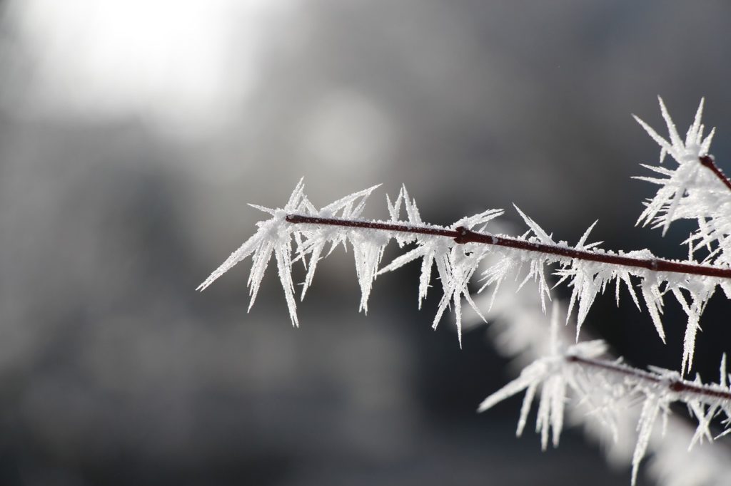 frozen