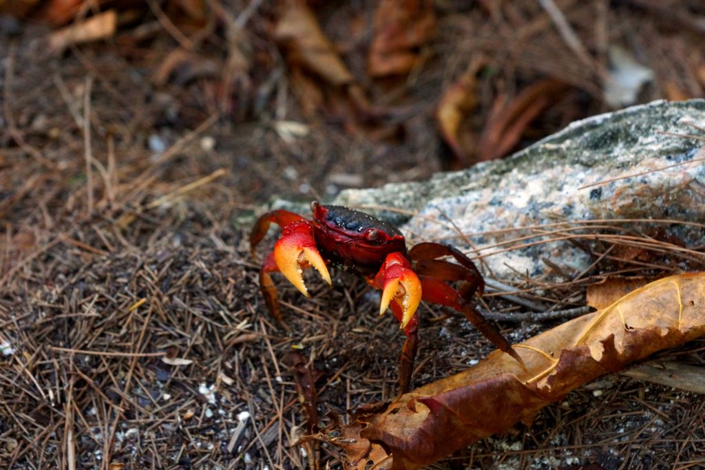 rote Krabbe
