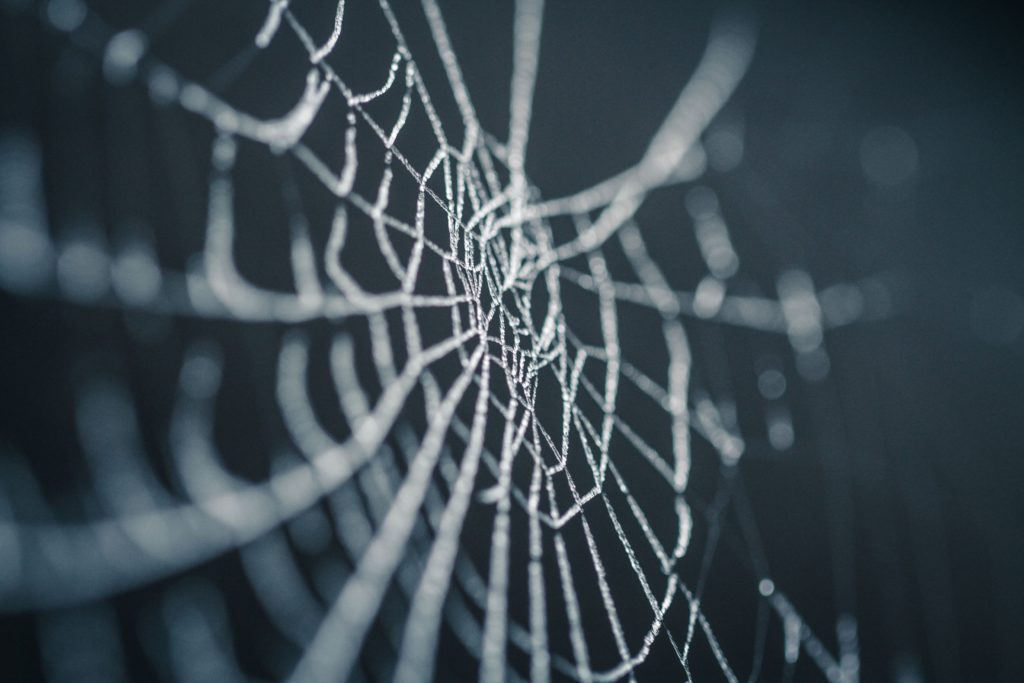 spiderweb, spinnenetz