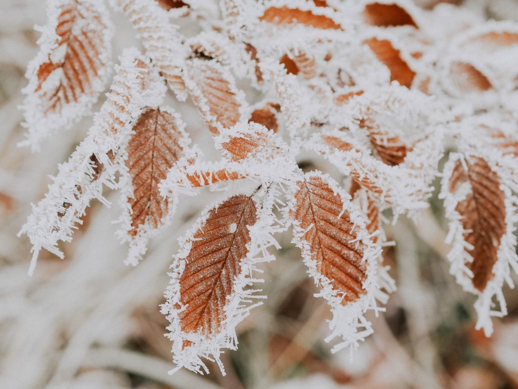 frozen