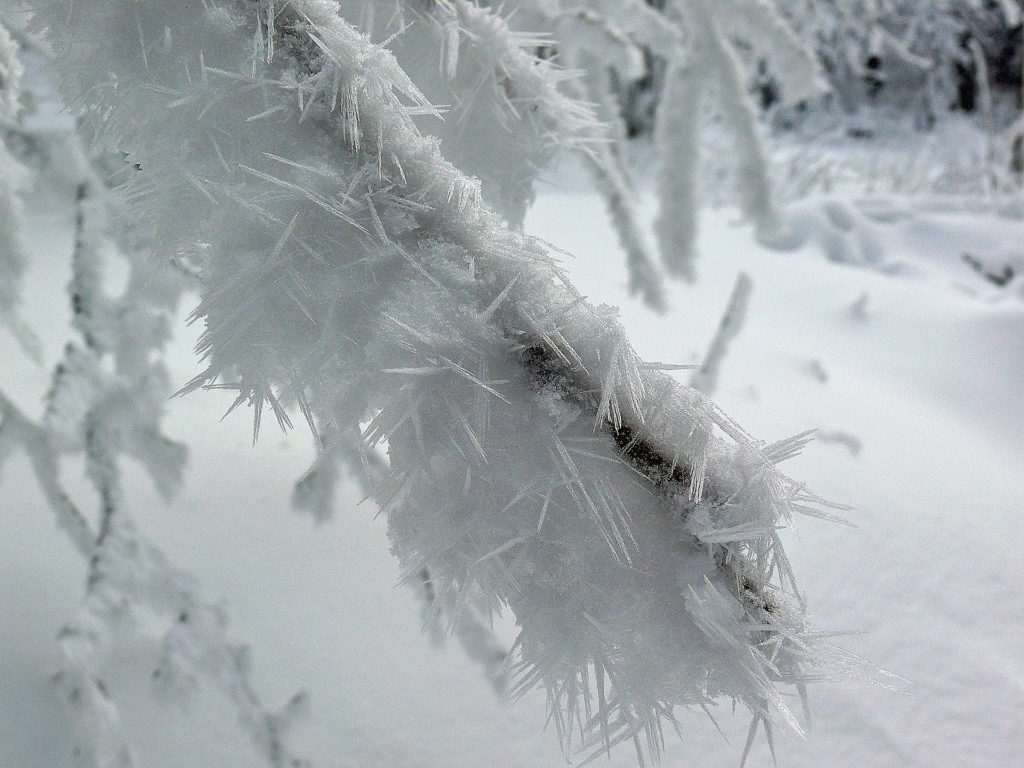 frost