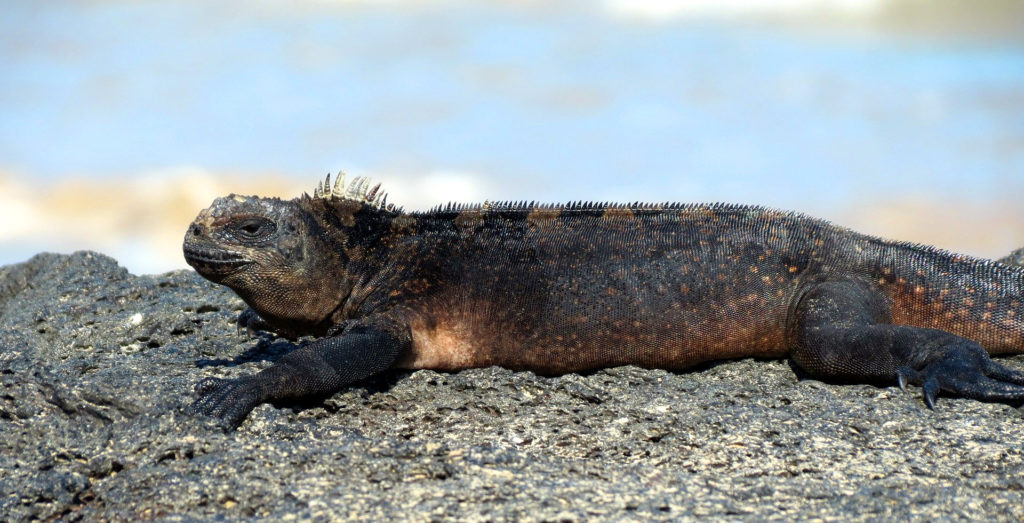 galapagos